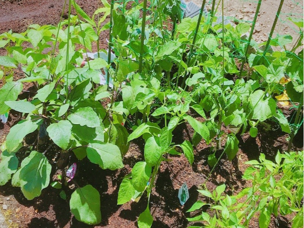 感性を豊かにしていくための活動