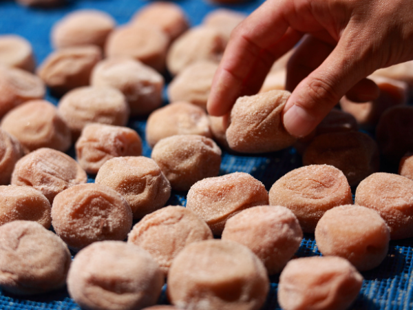 京の地で守られ続けている梅作りの担い手