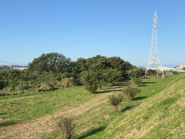 カスタムページ作成