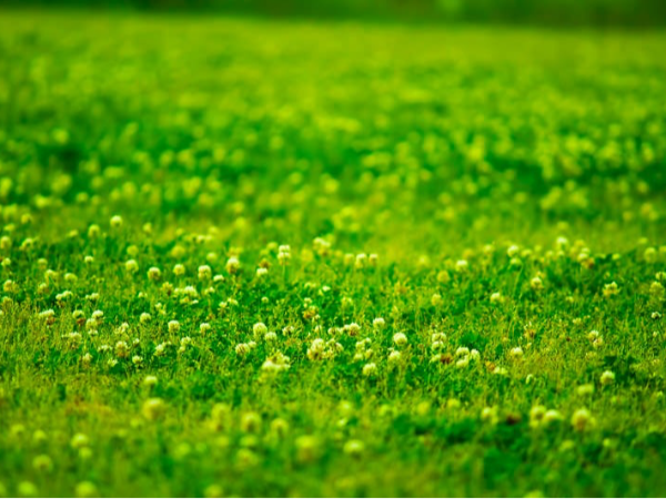 カスタムページ作成