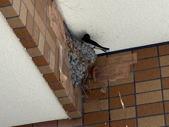 【ナチュラル高槻安満】つばめの風物詩🐤