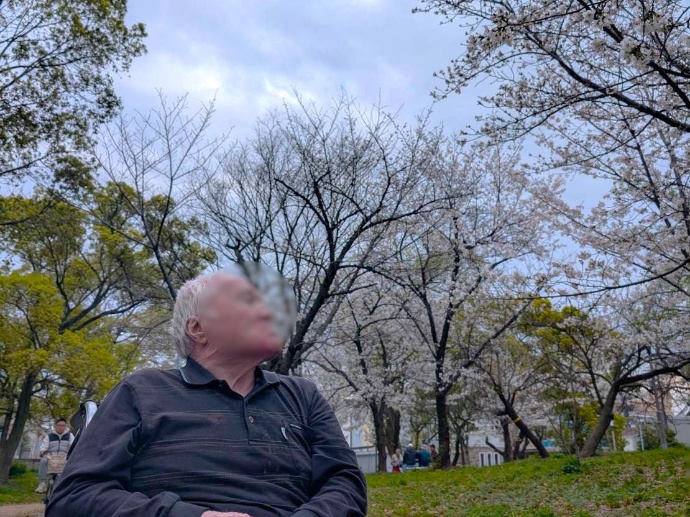 【ナチュラル西脇1号館】桜満開🌸白鷺公園