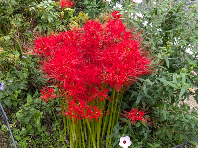 【ザ・テラス学園富雄】 秋を知らせる真っ赤な彼岸花🌺🍂