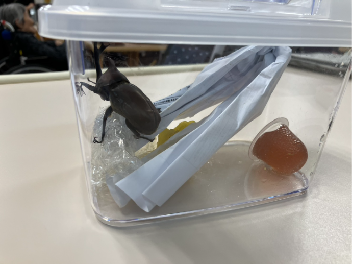【ナチュラル高槻安満】天然カブトムシ🔍
