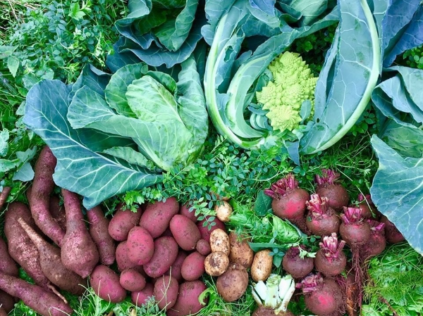 100種類以上の野菜や50種類のハーブ
鶏卵4種類を育てる自社農園