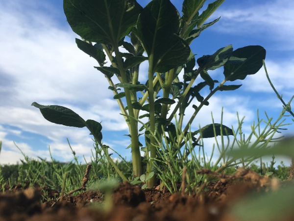 これからの目標