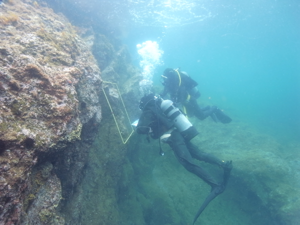 具体的な業務内容