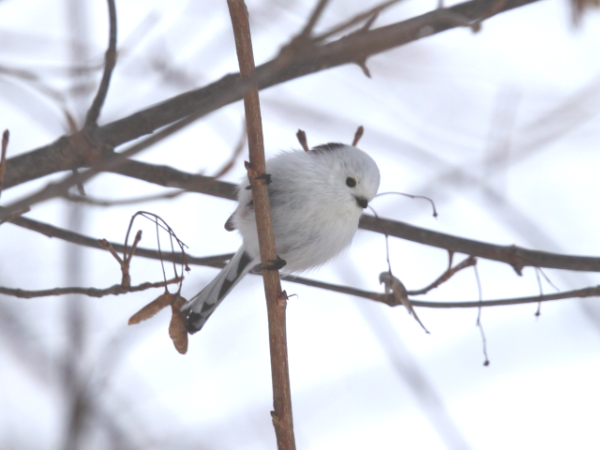 インターンシップについて