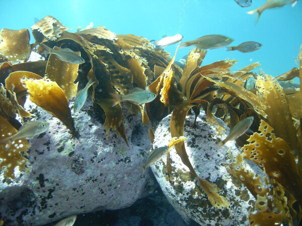 具体的な業務内容