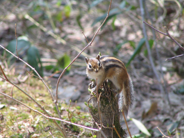 オープンカンパニーについて