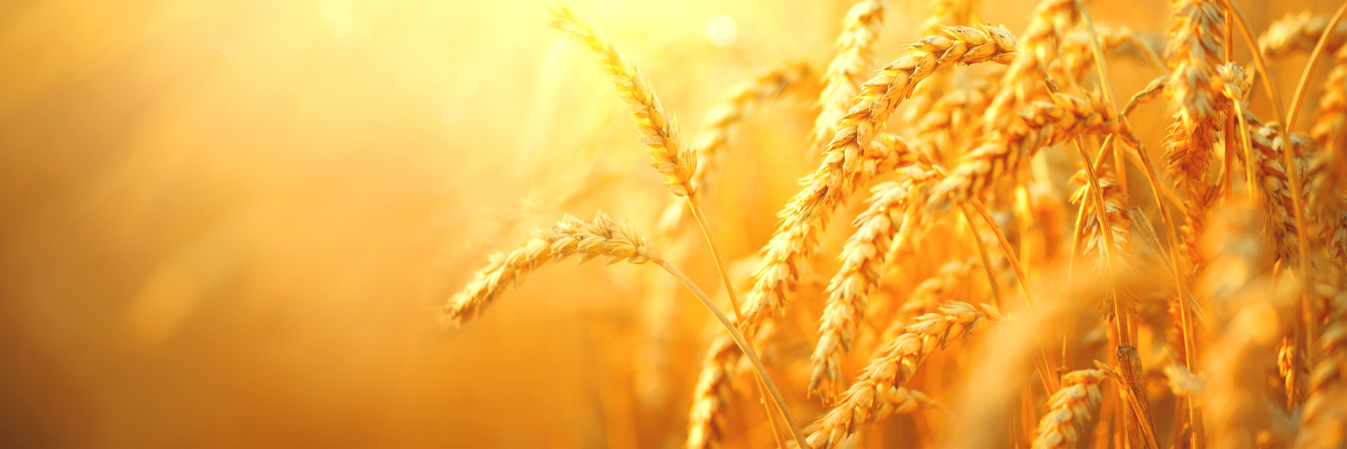 株式会社麦わら