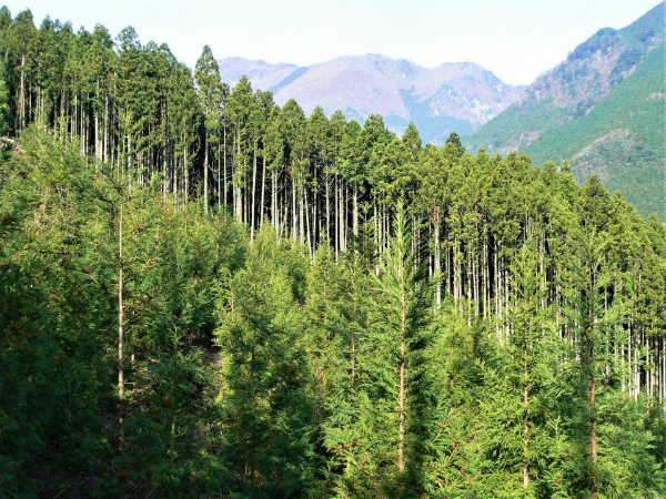 森林をつくる一本一本の「木」は 家具をつくる私たちにとって、 なくてはならないモノ
