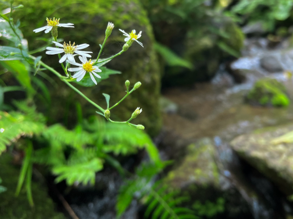 社長の人柄と豊かな自然に惹かれました