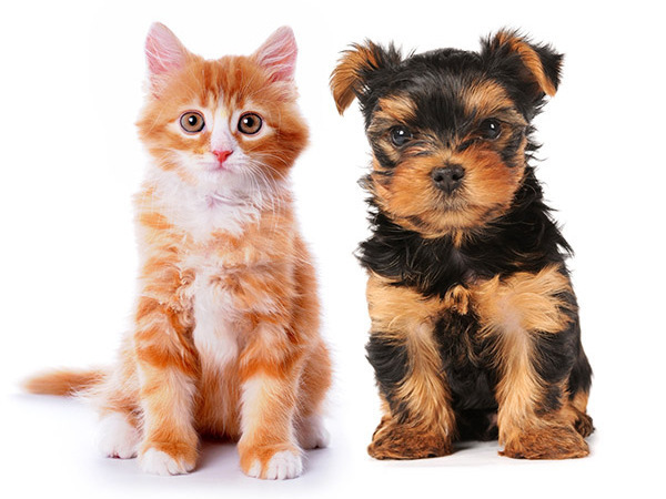 真面目でがんばり屋、動物大好きなスタッフが活躍しています