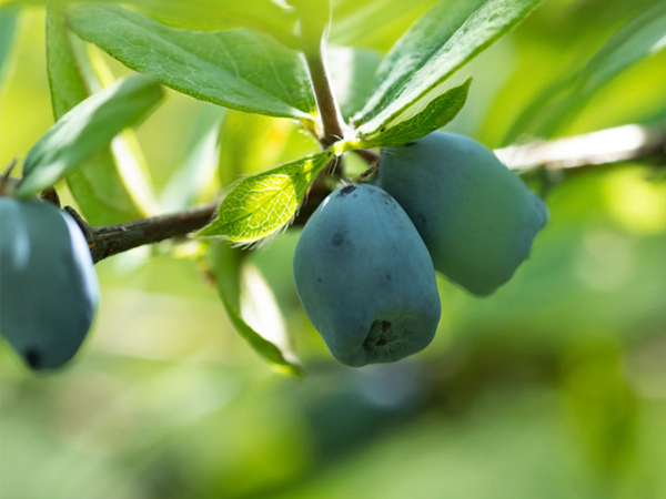 北海道の厳選素材へのこだわり