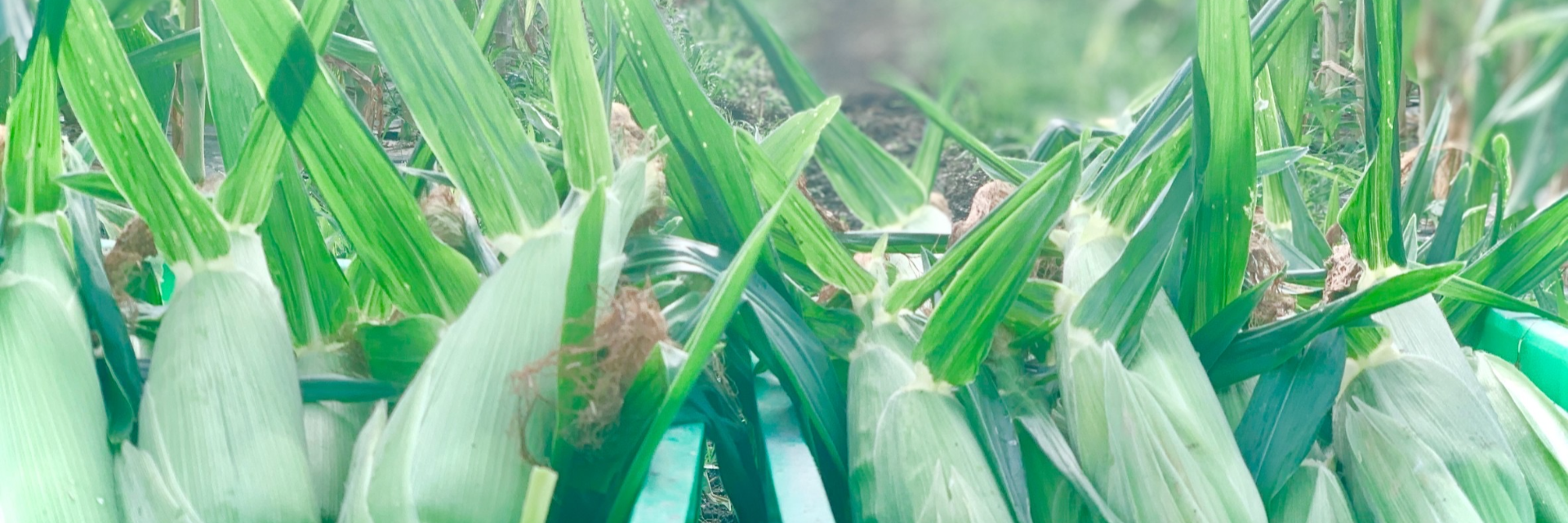 株式会社ホイミ