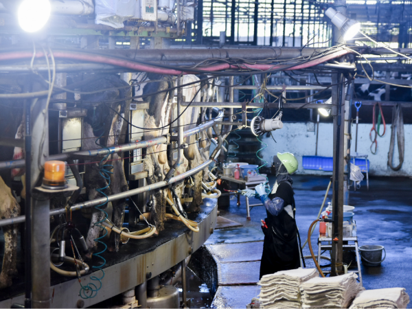 効率性と乳牛の快適性を追求した搾乳方式