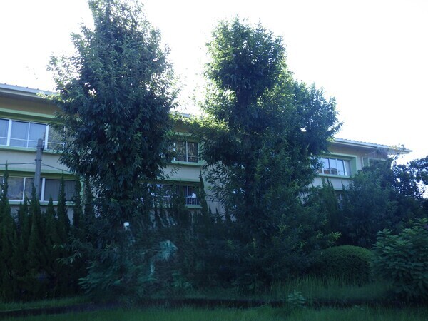 葉が生い茂って見た目の雰囲気も
暗い印象になっています。