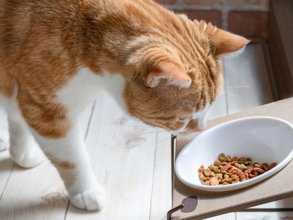 ペット関連商品を扱います♪