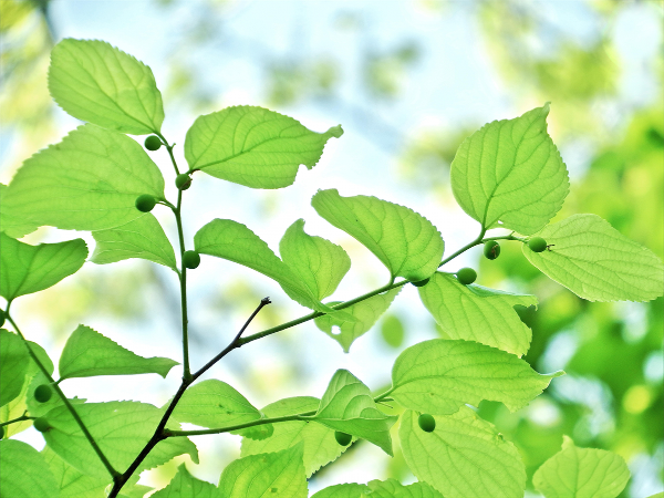 《小規模多機能ホーム わかば交野》 いつまでも自分らしく、安心して過ごすために。