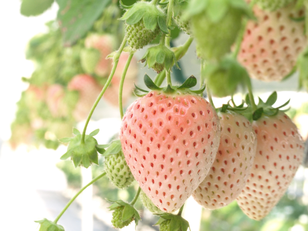 オンリーワンの品種力と、世界初の技術革新