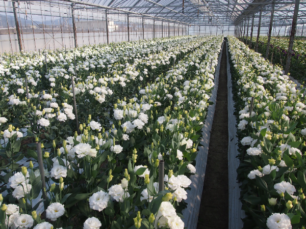 私たちについて