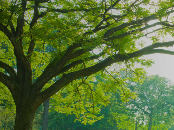 サステナビリティ