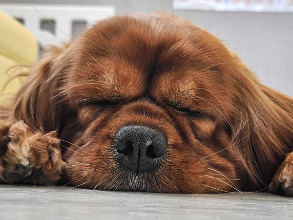 ペットとの時間も大切に