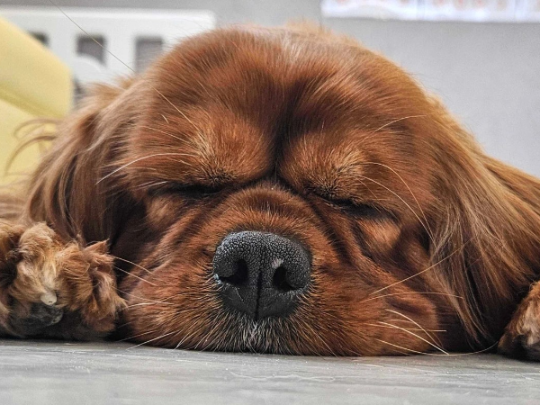 私たちが願うのは、
すべての犬・猫たちが愛されること