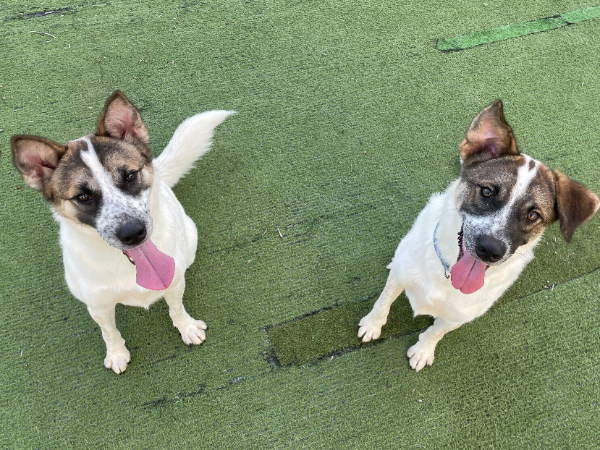 人はもちろん、犬・猫たちとの
コミュニケーションを大切にしています